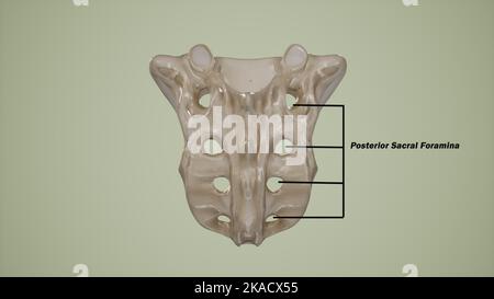Posteriore Ansicht des menschlichen Kreuzbeins mit der posterioren sakralen Foramina-Markierung Stockfoto