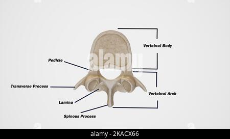 Medizinische Darstellung typischer Wirbel, überlegene Ansicht Stockfoto