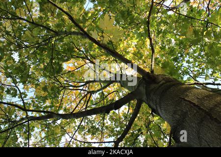 Blick auf die Baumkronen eines reifen Baumes in einem uralten Wald in Leicestershire, England, Großbritannien Stockfoto