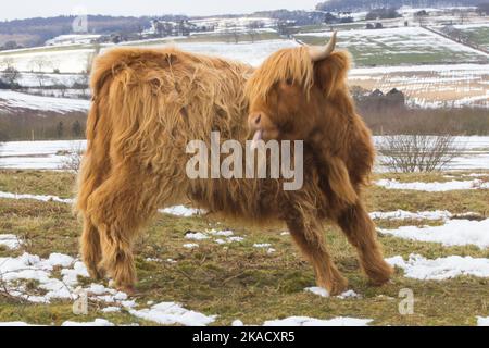 Brown Highland Cattle (Kalb) dreht sich, um es wieder mit der Zunge heraus zu waschen. Während stand in einem verschneiten Feld auf dem Gipfel des Beacon Hill, Leicestershire Stockfoto