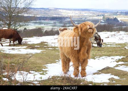 Brown Highland Cattle Calf moo-ing in einem verschneiten Feld auf Beacon Hill, Woodhouse Eves, Leicestershire Stockfoto