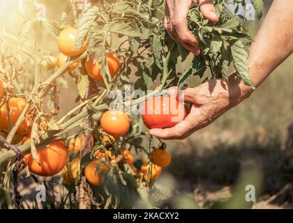 Bauer pflückt reife Tomaten aus der Nahaufnahme des Zweiges. Stockfoto