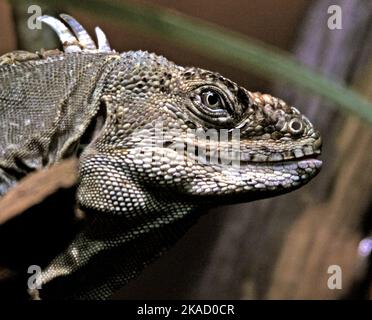 GREEN IGUANA, TROPISCHES HAUS, MARWELL ZOO IN DER NÄHE VON WINCHESTER, HANTS. PIC MIKE WALKER 2022 Stockfoto