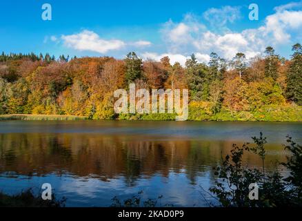 Herbstfarben von Bäumen spiegeln sich im Castlewellan See Stockfoto