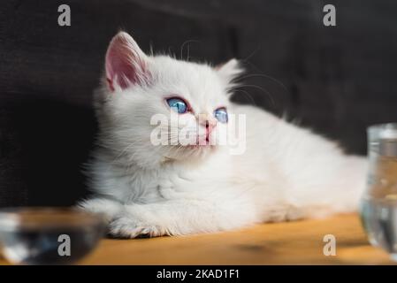 Niedliche blaue Augen Katze liegt auf Holztisch. Weiße britische Kurzhaarkätzchen. Stockfoto