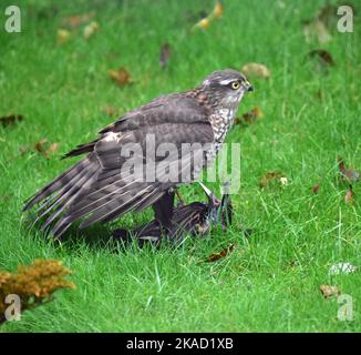 Junge weibliche Sperling Falke, mit gefangenem Star im Garten Stockfoto