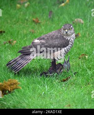 Junge weibliche Sperling Falke, mit gefangenem Star im Garten Stockfoto