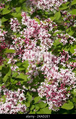 Blooming, Syringa pubescens, Dwarf lilac, Syringa microphylla, „Superba“, Blass, Rosa, Blumen Stockfoto