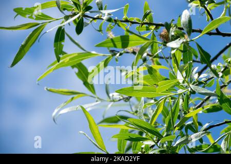 White Willow, Salix alba „Rockanje“ geht auf einem Zweig in Spring Willow Ast Stockfoto