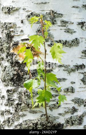 Silberne Birke, Betula pendula 'Dalecarlica', Birkenrindenblätter auf einem Ast Stockfoto