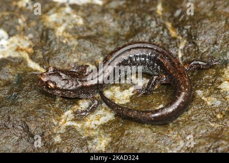 Nahaufnahme der schwarzen Form des westlichen, rot hinterrückten Salamanders, Plethodon Vehiculum, der auf der Straße im Staat Washington sitzt Stockfoto