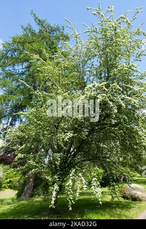 British Hawthorn, Crataegus Tree, Blooming, Frühling, Saison Stockfoto