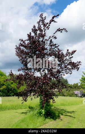 Europäischer Buchenbaum, Fagus sylvatica 'Purpurea latifolia' im Frühjahr Stockfoto