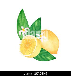 Aquarellkomposition mit Zitronen und Blüten. Botanische isolierte Illustration auf weißem Hintergrund. Fertiges Bild für die Gestaltung von Postkarten. Stockfoto