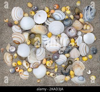 Muscheln auf Sand mit Vorhängeschloss und Schlüssel Stockfoto