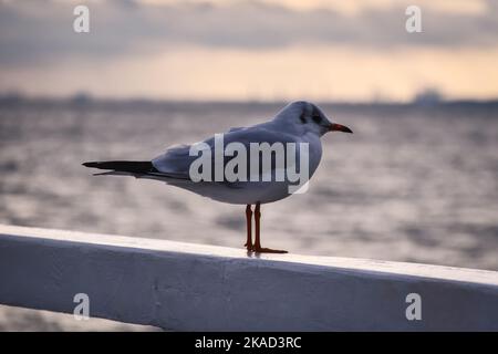 Porträt einer Möwe. Vogel an der polnischen Küste in Gdynia. Stockfoto