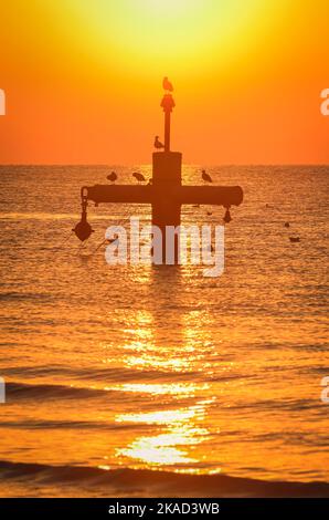 Wunderschöne Landschaft am Morgen am Meer. Vögel auf dem Hintergrund der aufgehenden Sonne. Stockfoto