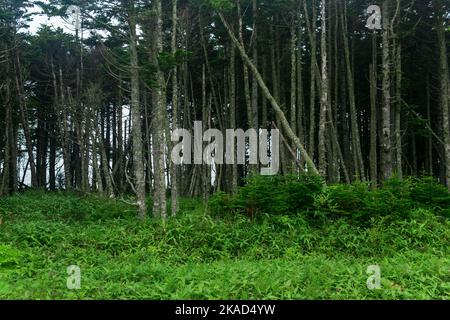 Küstenwald mit Windbreak und Zwergbambus-Unterholz an der Pazifikküste, Kuril-Inseln Stockfoto