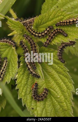 Nahaufnahme der Raupenaggregation des kleinen Schildkrötenschellfutterblattes, Aglais urticae, die sich auf der Brennnessel ernähren, Urtica diocia Stockfoto