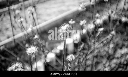 Die Blumen des letzten Jahres im Garten auf dem Bett, im Frühjahr Stockfoto