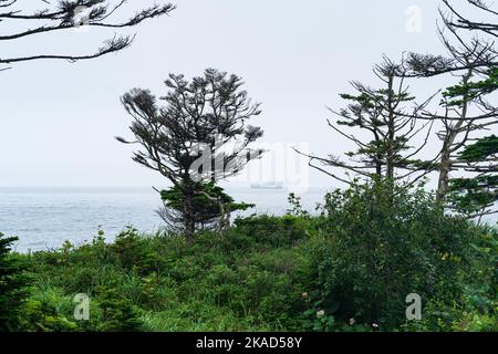 Küstenwald mit Zwergkiefern an der Pazifikküste, Kuril-Inseln Stockfoto