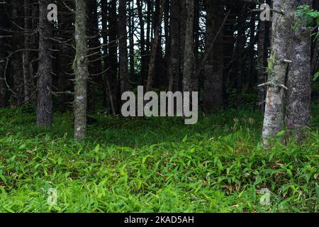 Küstenwald mit Windbreak und Zwergbambus-Unterholz an der Pazifikküste, Kuril-Inseln Stockfoto