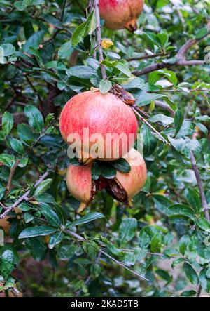 Im Garten wachsen auf dem Granatapfelbaum rote, reife Granatäpfel Stockfoto