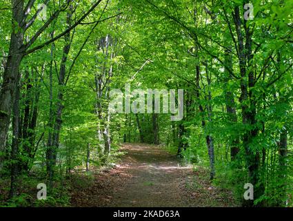 Ein Feldweg durch den grünen Laubwald Stockfoto
