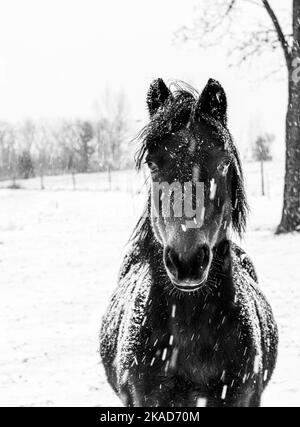 Hackney Pony in einem Door County Wisconsin Schnee stor Stockfoto