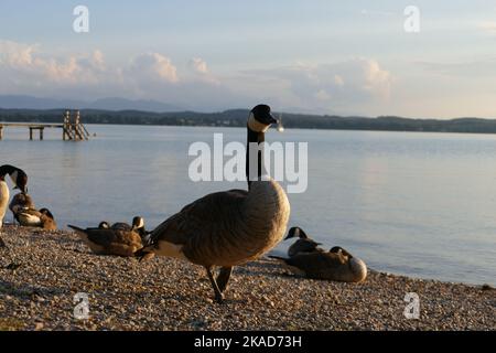 Selbstbewusste Gans vor einem See (Starnberger See). Der blaue, wolkige Himmel im Hintergrund ist etwas verschwommen. Stockfoto