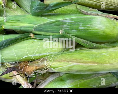 Augusta, GA USA - 12 22 21: Einzelhandel frische Produkte rohe frische Maisschalen Stockfoto