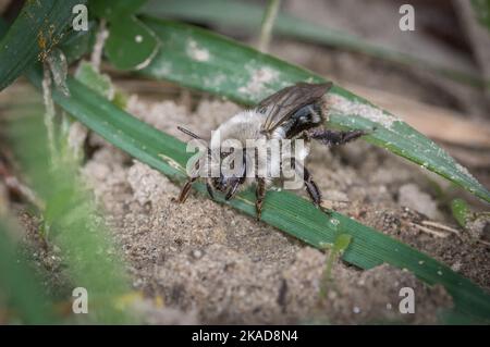 Eine Makroaufnahme der aschigen Bergbaubiene, Andrena cineraria. Stockfoto