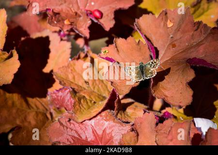 Eine Nahaufnahme des grizzligen Skippers, Pyrgus malvae, auf den Herbstblättern. Ausgewählter Fokus. Stockfoto
