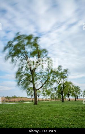 Aufnahme mit langer Belichtung über einer alten Trauerweide. Stockfoto
