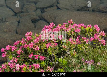 Üppig blühende Alpenrosen am Rande eines Bergsees Stockfoto