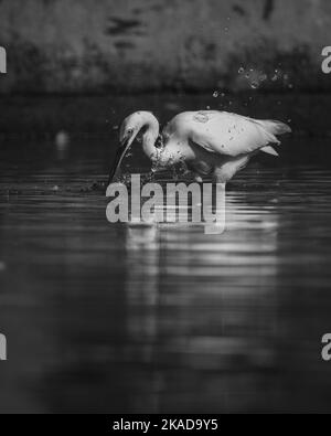 Eine selektive Fokusaufnahme eines großen Reiher-Vogels, der in Graustufen fischt Stockfoto