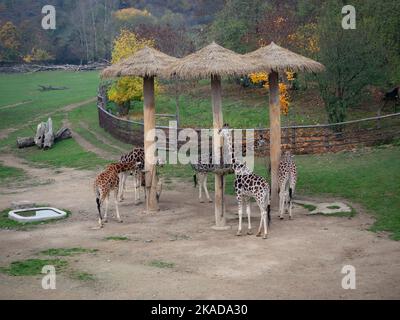 Giraffen im prager Zoo in der tschechischen republik Stockfoto