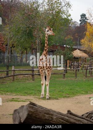 Giraffe im prager Zoo in der tschechischen republik Stockfoto