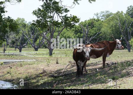 Ein Paar Texas Longhorn Rinder auf einem ländlichen Feld Stockfoto