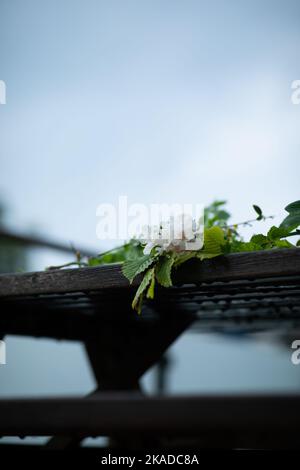 Eine vertikale Nahaufnahme von weißen Blüten mit grünen Blättern auf einer Holzbank im Regen Stockfoto