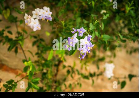 Montepulciano und das Val D'Orcia. Magische Toskana. Stockfoto