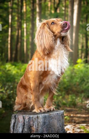 Goldenes, braunes und weißes Cockerspaniel-Portrait aus nächster Nähe in einem Wald. Sie schaut von der Kamera weg, ihre Zunge berührt ihre Nase Stockfoto