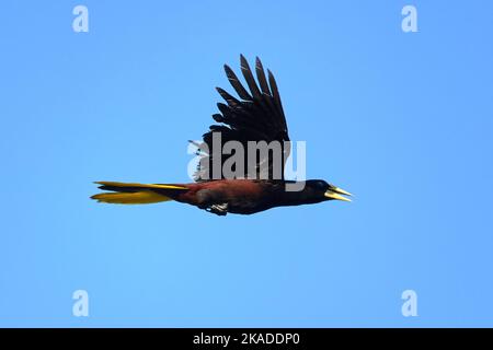 Eine malerische Aussicht auf eine Haubenoropendola, die hoch in den blauen Himmel fliegt Stockfoto