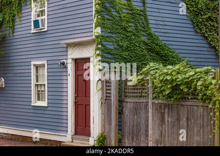 Salem, Massachusetts, USA - 3. September 2022: Pflanzenreben wachsen entlang eines Holzzauns bis zur Seite eines Gebäudes. Stockfoto