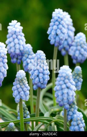 Traubenhyazinthen-Blume Muscari armeniacum 'Valerie Finnis', Muscari 'Valerie Finnis' Stockfoto