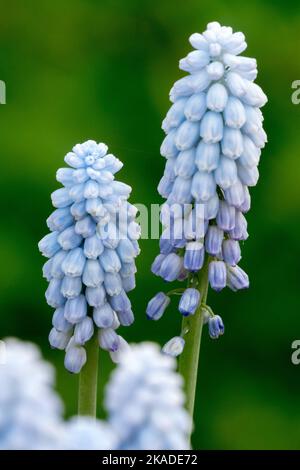 Traubenhyazinthe Blume Muscari armeniacum Muscari „Babys Atem“ Stockfoto