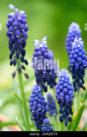 Traubenhyazinthe Blume Muscari armeniacum Muscari 'Joyce Spirit' Stockfoto