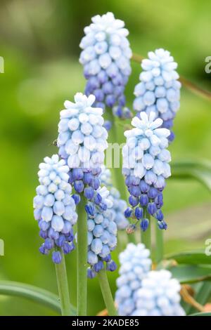 Traubenhyazinthe-Blume Muscari armeniacum „Manon“ Stockfoto