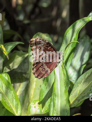 Eine vertikale Nahaufnahme eines braun gemusterten Morpho-Peleides (gemeiner Morpho)-Schmetterlings auf dem Blatt Stockfoto