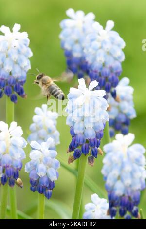 Europäische Honigbiene fliegt zur Traubenhyazintblüte Muscari armeniacum Muscari 'Pfefferminze' Stockfoto